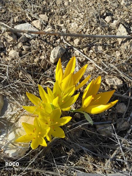 Синглы Алон - Римон - Сансана. Пятница, 4.03.2022, 7:30 59943-1