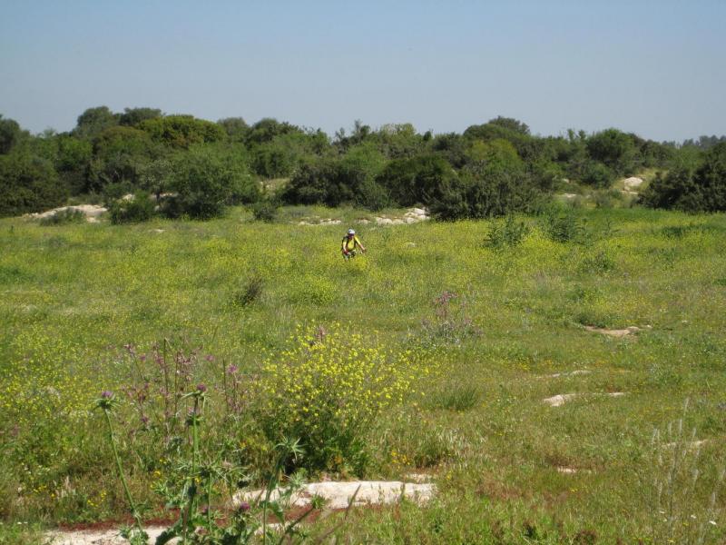 Цомет ХаЭла - синглы Адулема, 25.03.11 (пятница), 7:30. Отменен. 26113-0